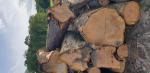 Kirss Saepalgid | Lehtpuit | Palgid | 19th-Wood s.r.o.