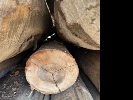 Pöök Vineeripalgid |  Lehtpuit | Palgid | SF WOOD, s. r. o.
