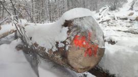 Maple Saw logs |  Hardwood | Logs | Gazdovské lesy-Vyšná Rybnica poz. spol.