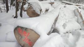 Maple Saw logs |  Hardwood | Logs | Gazdovské lesy-Vyšná Rybnica poz. spol.