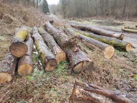 Oak Saw logs |  Hardwood | Logs | Bartoš Gašpar - Biofire