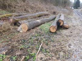 Oak Saw logs |  Hardwood | Logs | Bartoš Gašpar - Biofire