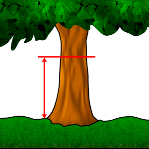 Mõõtmine - Diameeter rinna kõrguselt #1