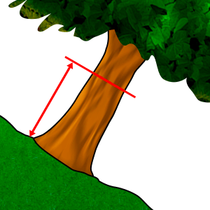 Mõõtmine - Diameeter rinna kõrguselt #2